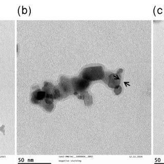 Fig S Raman Spectra Of Ceo X Nps With Different Coatings