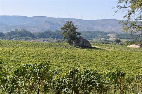 Discovering Vinho Verde Alvarinho With Anselmo Mendes Wine Keller