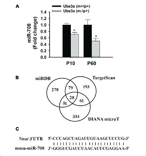 Down Regulation Of Mir 708 In As Mice Brain And Identification Of