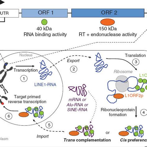 Schematic Representation Of L Structure And Retrotransposition