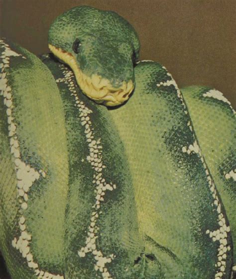 Reptiles Of The World Emerald Tree Boa Gans Collections And