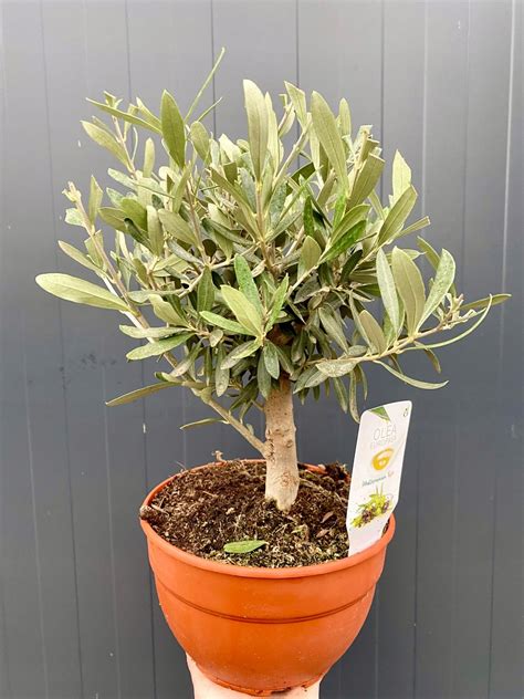 Olea Europaea Oliwka Drzewko Oliwne Na Pniu Bonsai Cm Cena Opinie