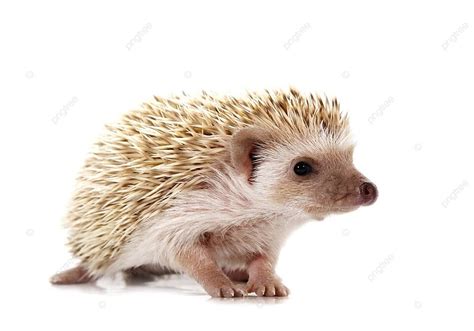 Hedgehog Isolated Hedgehog Spine Photo Background And Picture For Free Download - Pngtree