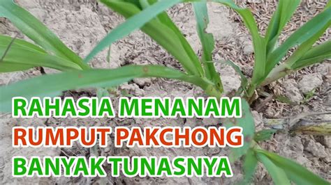 Rahasia Cara Menanam Rumput Pakchong Supaya Tunasnya Banyak YouTube