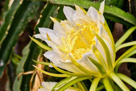 Dama Da Noite Significados Da Planta Como Cultivar E Decorar Fotos