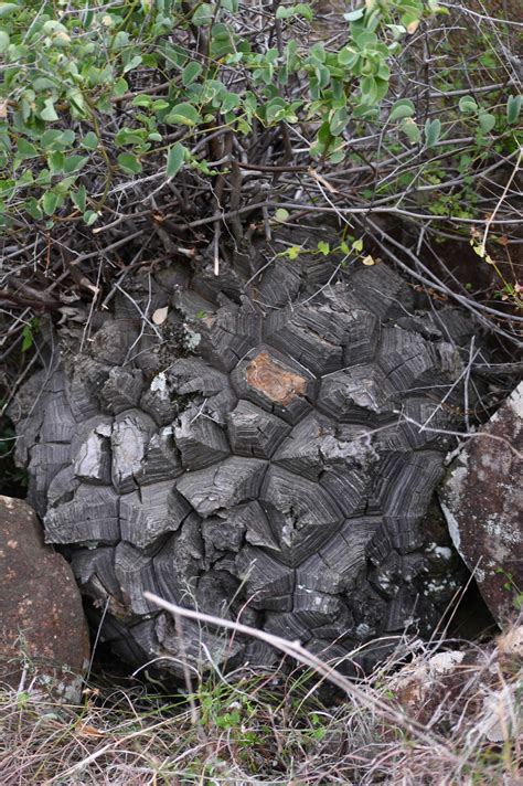 Summer CSGC Grant Update: Raising Awareness of Endangered Succulents