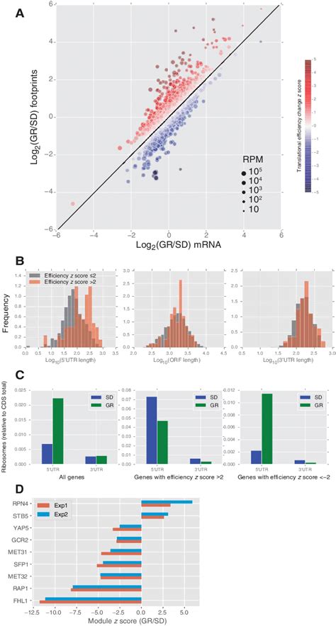 RNA Seq And Ribosome Profiling Revealed Global Transcriptional And