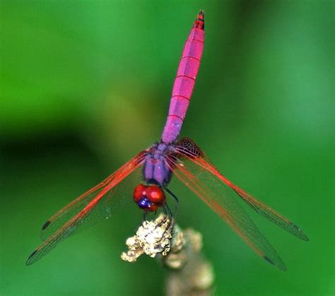 Dragonfly Zakariah Ahmad Flickr