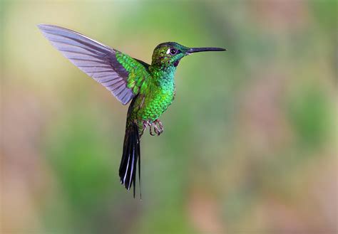 Green Hummingbirds