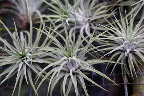 Planta del cielo Planta de aire novia ruborizada Guía de cuidado y