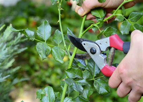 Pourquoi Faut Il Tailler Les Rosiers En Septembre Et Comment Le Faire