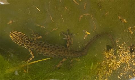 What Do Newts Eat in My Pond? - Pet Food Guide