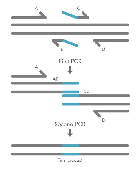 Site Directed Mutagenesis Methods Pcr Based Site Directed Mutagenesis Ppt