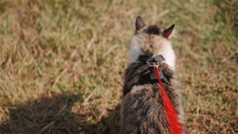 une promenade d un beau chat pelucheux en laisse le long d un pré vert