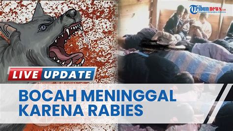 Bocah Tahun Di Mamasa Meninggal Diduga Digigit Anjing Rabies Sempat