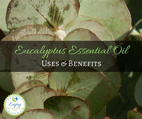 10 Eucalyptus Essential Oil Uses And Benefits Enjoy Natural Health