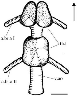 - Detail of the anatomy of the thyroid gland of an angler, Lophius ...