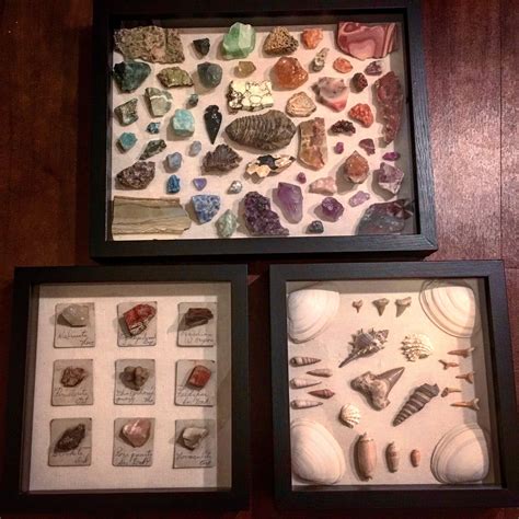 Rock Mineral Fossil And Shell Shadow Box Displays Rock Collection