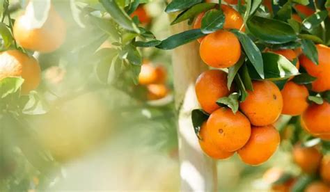 How To Grow An Orange Tree From A Seed Gardening Dream