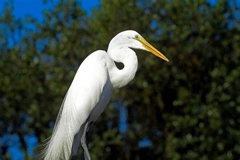 Premium Photo | Great egret closeup in its natural habitat