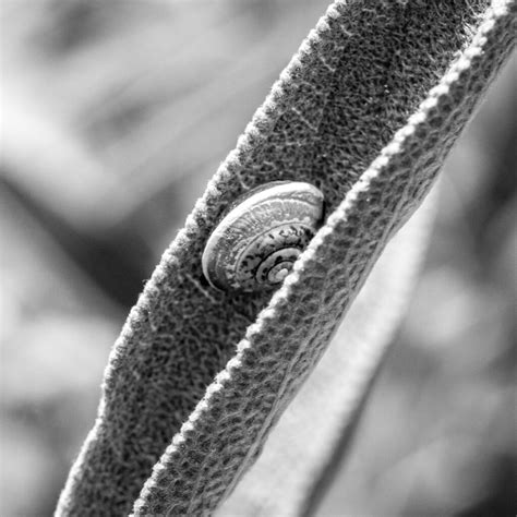 Sage Snail 2023 Adrian Schaub Photography