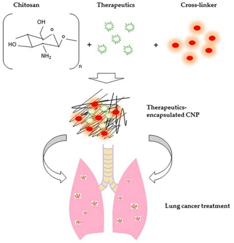 Molecules Free Full Text Chitosan Nanoparticle Based System A New Insight Into The