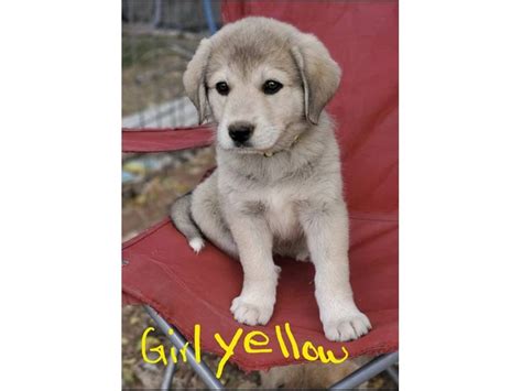 Anatolian Pyrenees mix puppies for sale in Tulsa - Puppies for Sale Near Me