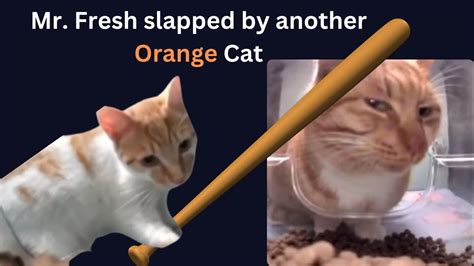 Mr Fresh Slapped By Another Orange Cat YouTube