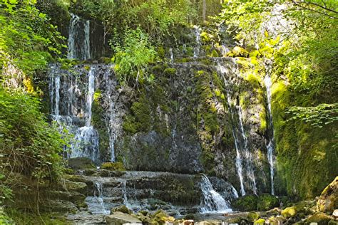 Top 5 des arbres remarquables en Pays Diois dans la Drôme