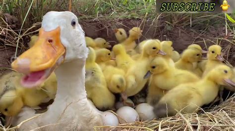 Amazing Pekin New Duckling Hatching From Eggs New Baby Duck After