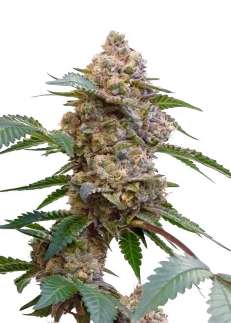 Pink Kush Strain Info / Pink Kush Weed By 34 Street Seed Co. - GrowDiaries