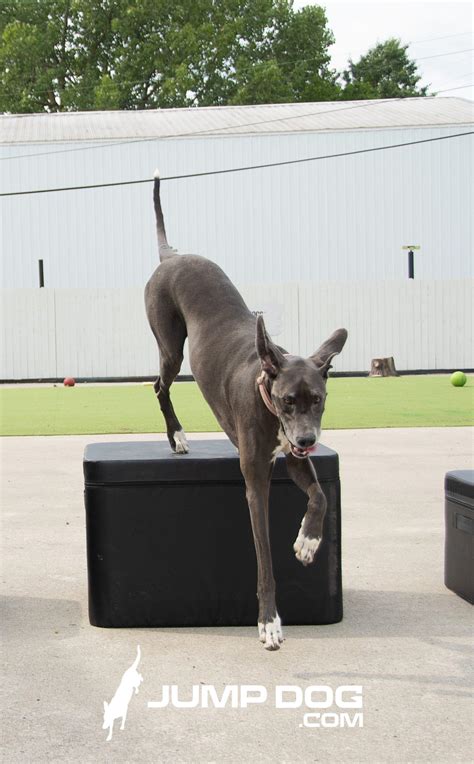 Jump Dog Jump Training Agility Box Set | Dog Play