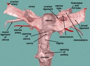 Ovarian ligament - Location, Anatomy, Function and Pictures