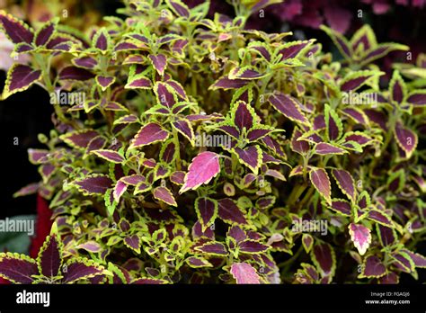 Coleus Royal Scott Coleus blumei púrpura verde Solenostemon