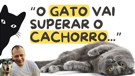 GATOS ESTÃO DOMINANDO O MUNDO O DR PET EXPLICA PORQUE AS PESSOAS