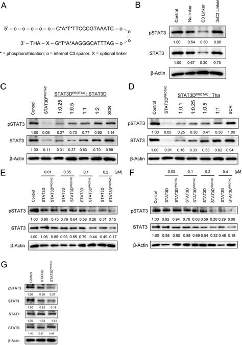 A20 Cell Lines Atcc Bioz