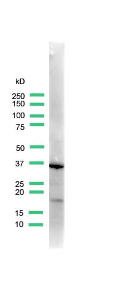 Upk A Polyclonal Antibody Invitrogen L Unconjugated Fisher