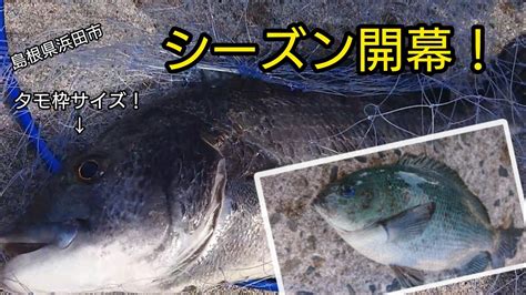 『フカセ釣り』シーズン開幕！ 〈チヌ、グレ〉 年無しまで⁉️ 島根県 浜田市 山陰釣り新報