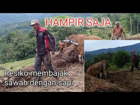 Resiko Membajak Sawah Dengan Sapi Ada Tantangan Yang Harus Dilawan