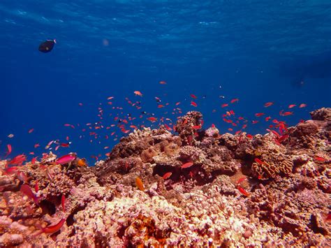 Family Snorkeling in Ishigaki | Viking Scuba Kabira