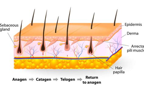 What are the Stages of Hair Growth Cycle | Hair Clinic Dubai