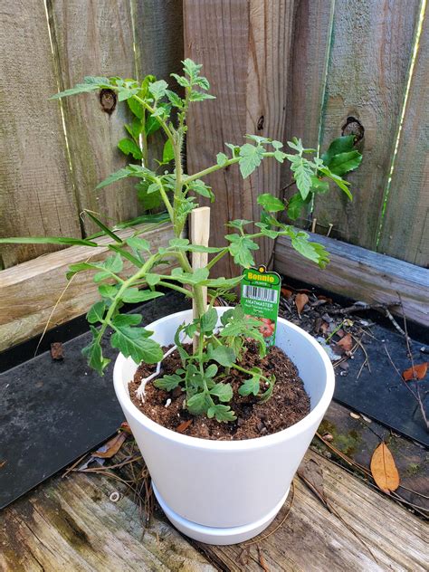 My Very First Plant A Heatmaster Tomato How Do I Not Kill It I Watered It Right After Taking