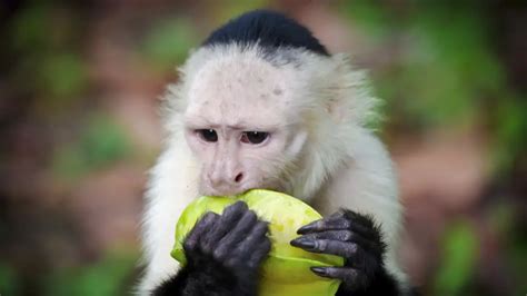 What Do Capuchin Monkeys Eat?