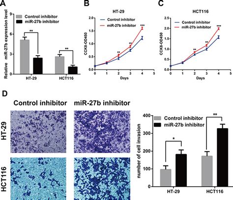 Mir 27b Directly Targets Rab3d To Inhibit The Malignant Phenotype In