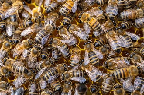 Neues Etikettendruckprogramm Vorversion Online Bienen Ch Alles