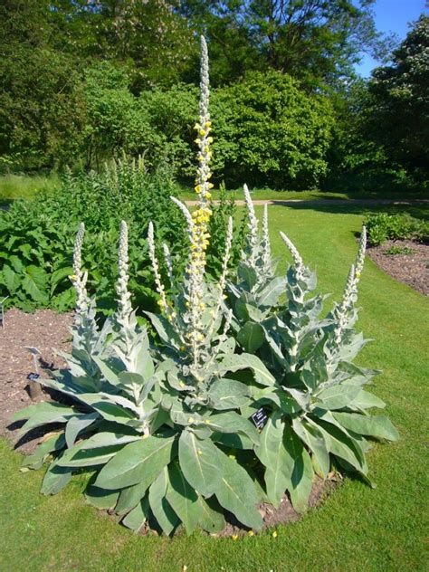 Common Mullein Seeds Garden Hoard Hand Harvested Heirloom Seeds