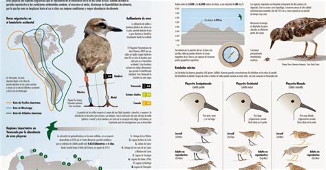 Oficializan Crear Un Plan Nacional Para La Conservaci N De Las Aves