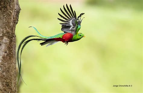 Resplendent Quetzal Pharomachrus Mocinno Paraíso Del Que Flickr