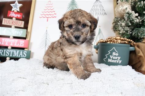 Foster Malti Poo Puppy C F F Pawrade