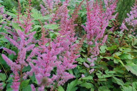 Astilbe Chinensis Pumila